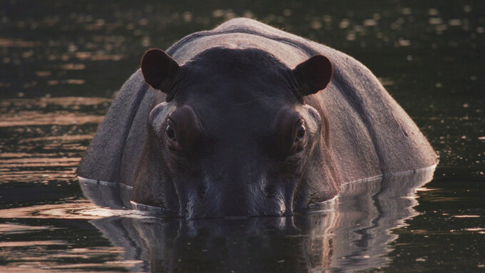 A lone hippopotamus surfaces in the warm glow of a Magdalena River sunset, its head half-submerged and faces the camera.