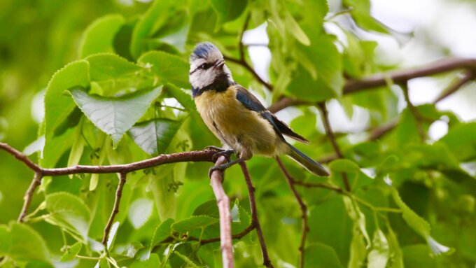 A blue tit sat on a tree branch.
