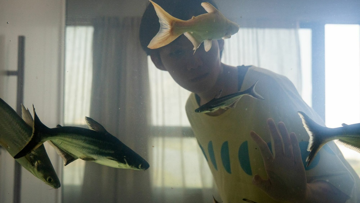 A hazy, brightly backlit color shot of a person in a yellow shirt standing behind a large aquarium full of fish.
