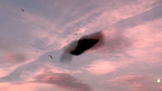 A pink sky with birds and clouds, with a blurry silhouette of a bird across the middle