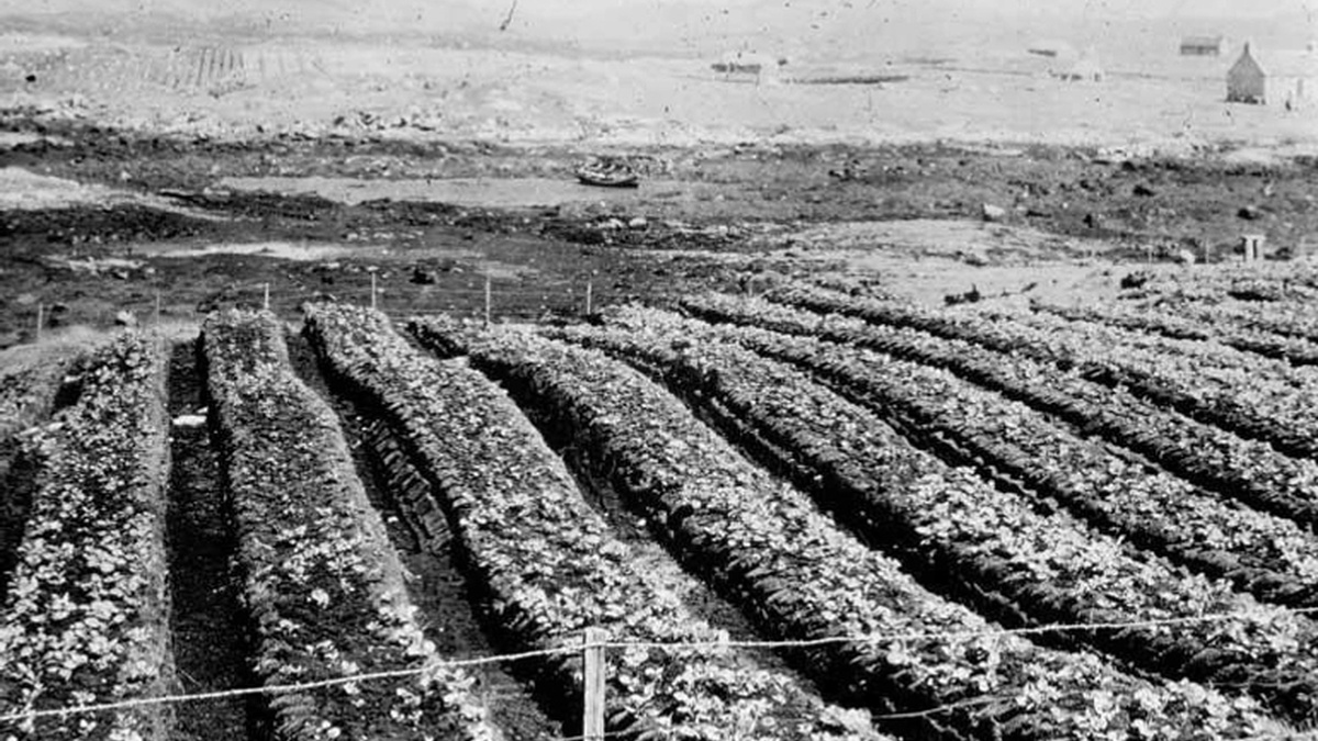 A black and white historic photograph depicting a field of raised ‘lazy beds’ growing crops on the Island of South Uist