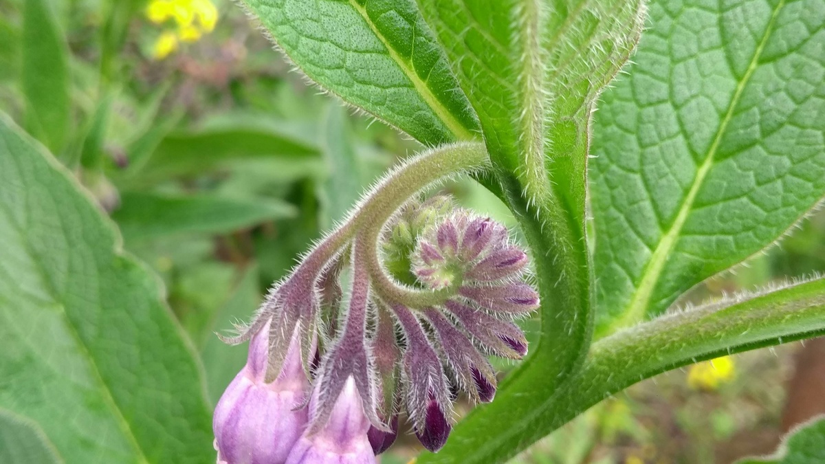 An image of a hanging bell-shaped purple flower amid green Comfrey foliage