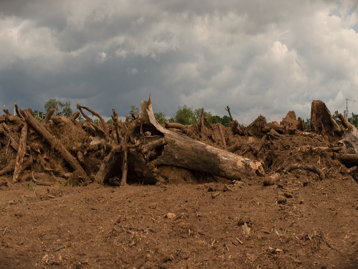 Torn limbs of trees in a dead landscape and stormy sky