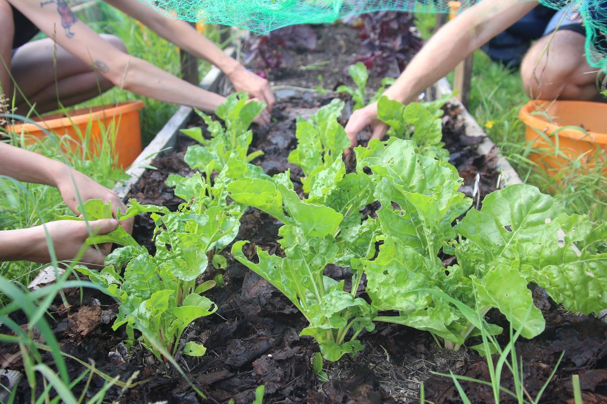 Many hands mulching a raised bed of green brassicas, using leaf compost out of orange buckets