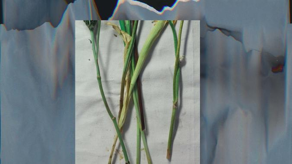 A still from Double-Blind, depicting an image of green stalks superimposed on a watercolour blue background.