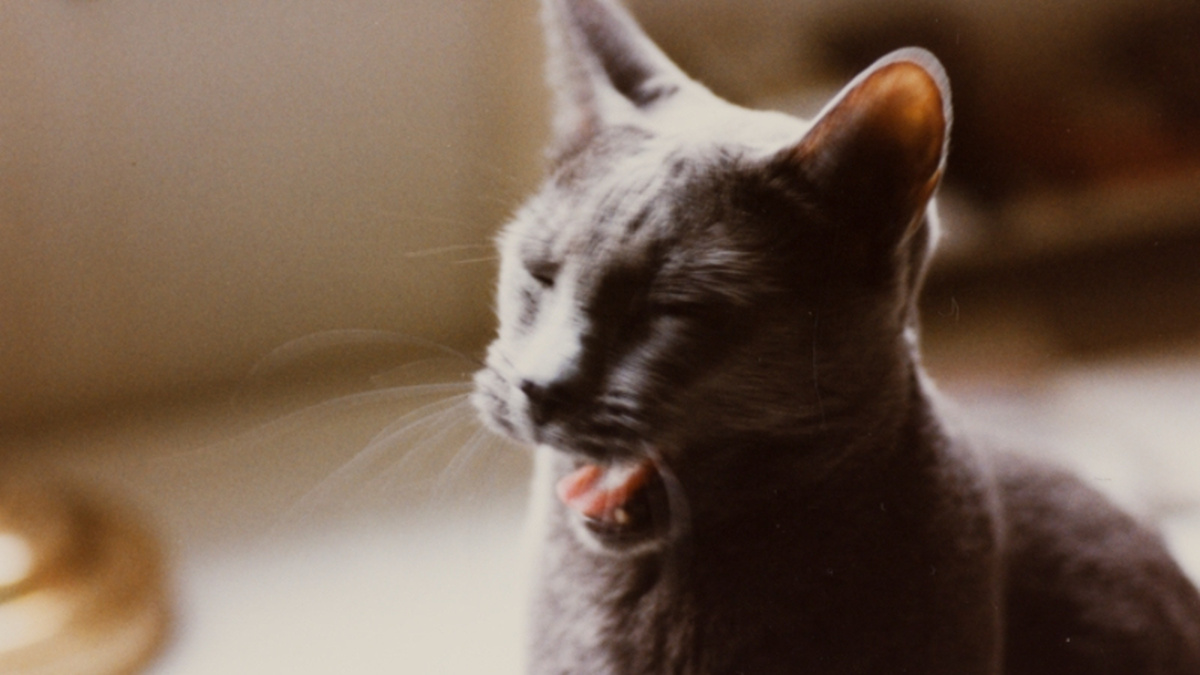 A photograph of a silver cat mid-yawn.