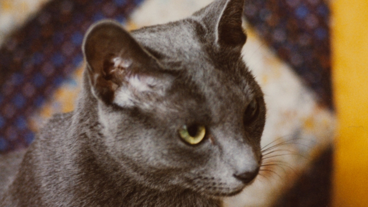 A photograph of a silver cat looking off camera.