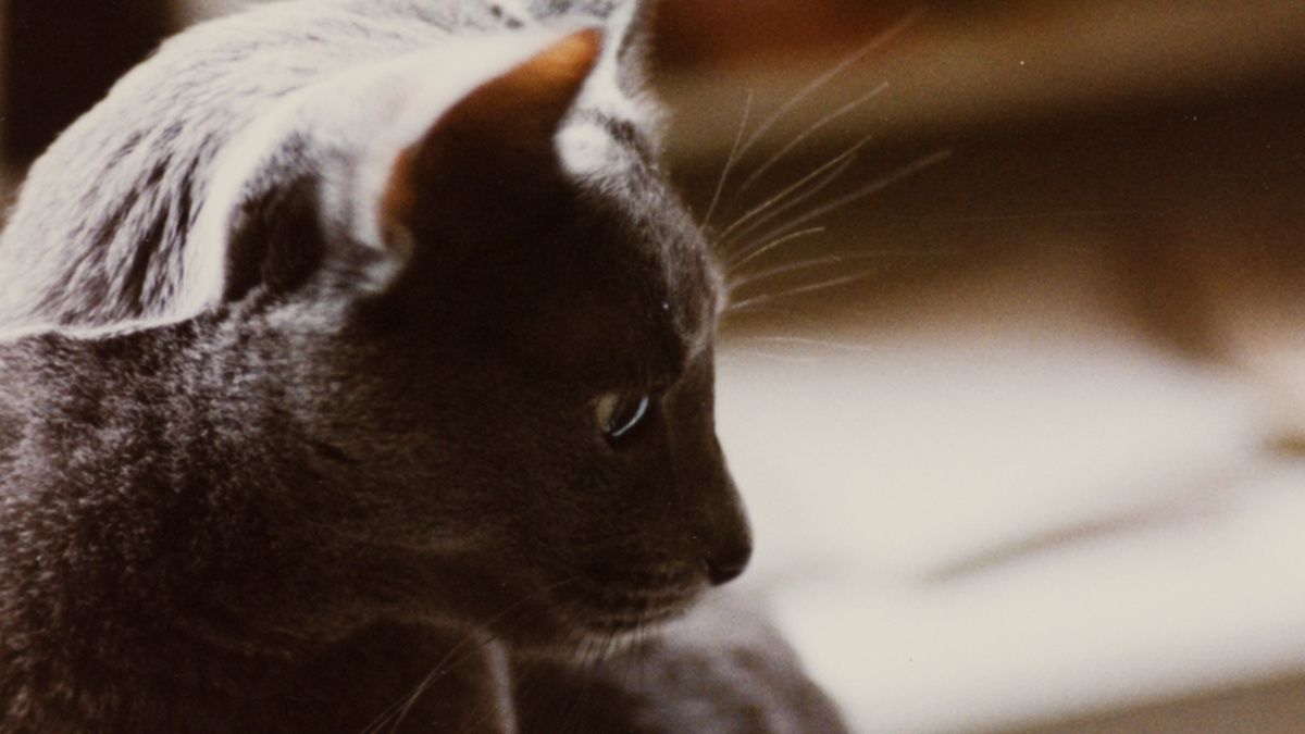 A photograph of a silver cat in profile.