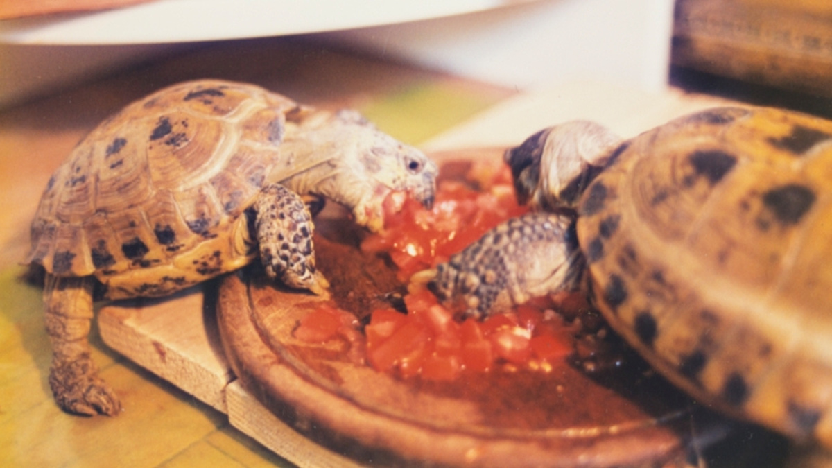 A photograph of two small turtles eating chopped tomatoes.