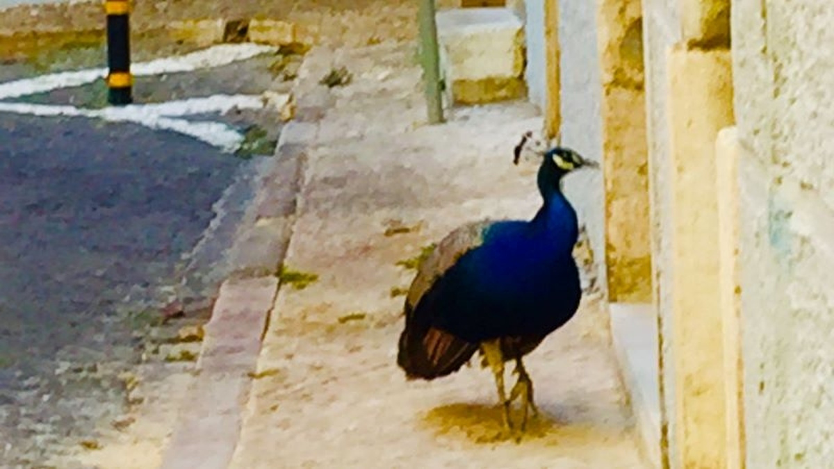 A photograph of a peacock on a pavement beside a road.