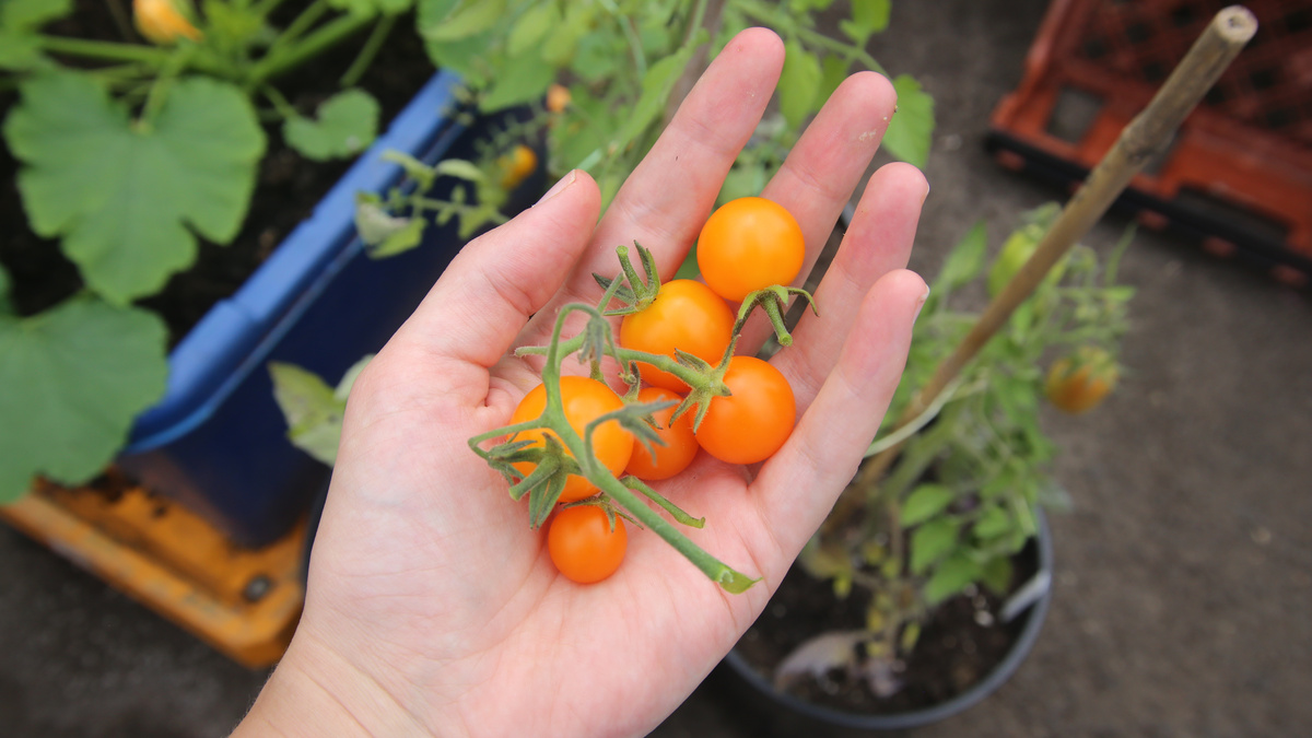 A hand holding sunburst orange cherry tomatoes in a polytunnel.