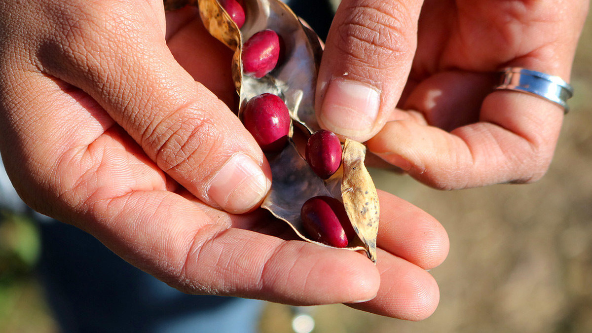 A pair of hands holding open the delicate casing of a dry seed pod, with shiny scarlet-coloured seeds peeping out.