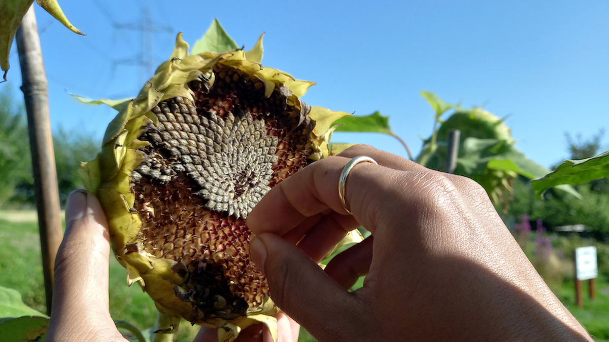 Someone’s fingers are reaching to pick seeds from a dried sunflower in a community garden, on a sunny day with blue sky.