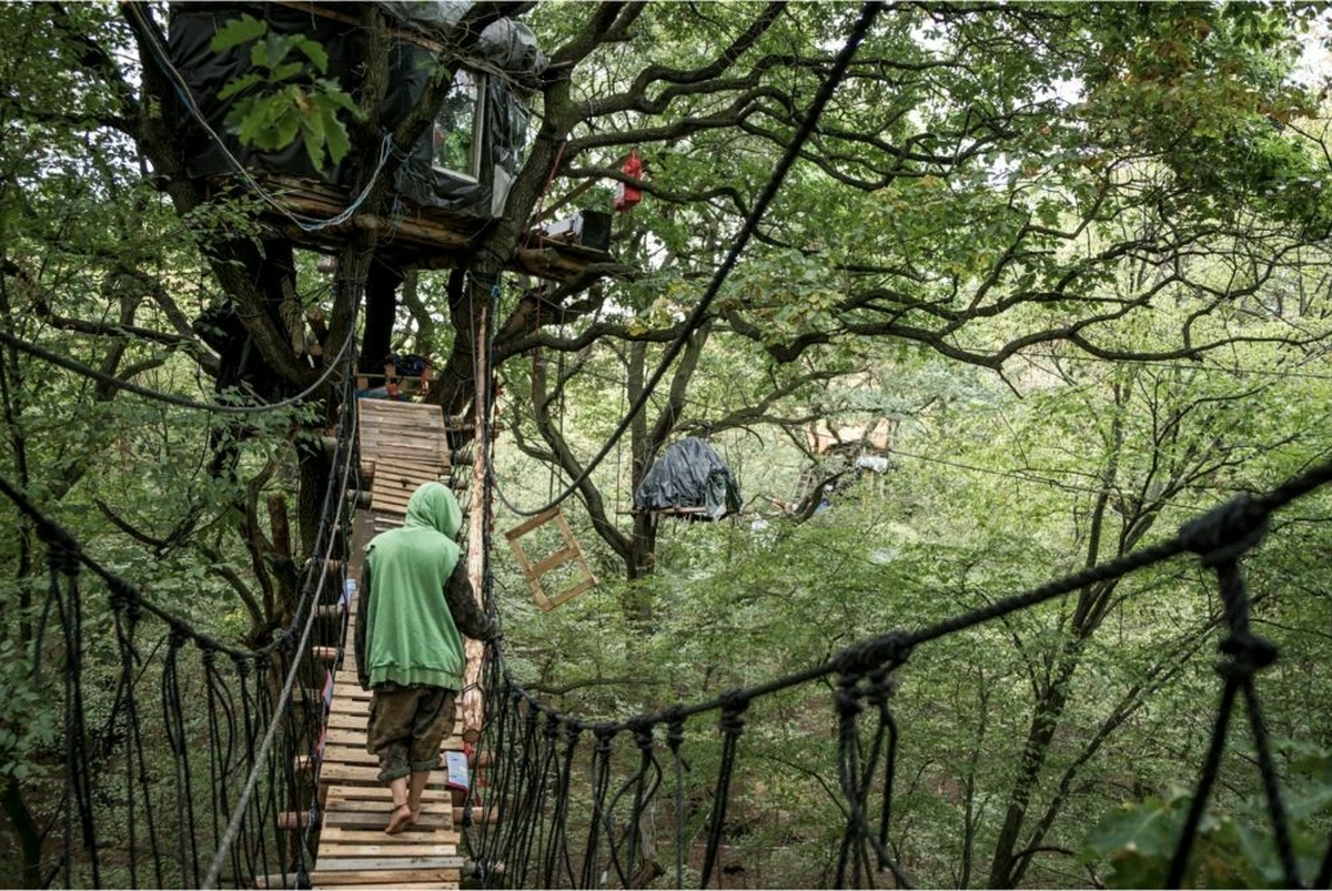 A photograph of a wooden drawbridge set high in a tree. A figure wearing a green hoodie crosses  towards a treehouse.