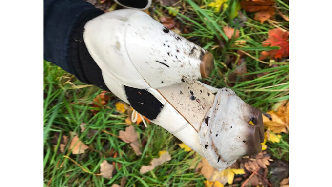 A shoe with a fake cow hoof attached, walking through grass.