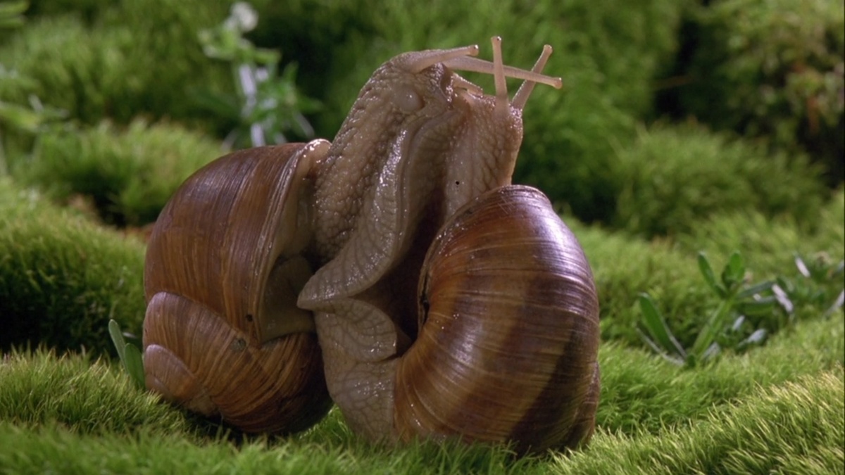 Two snails make love.