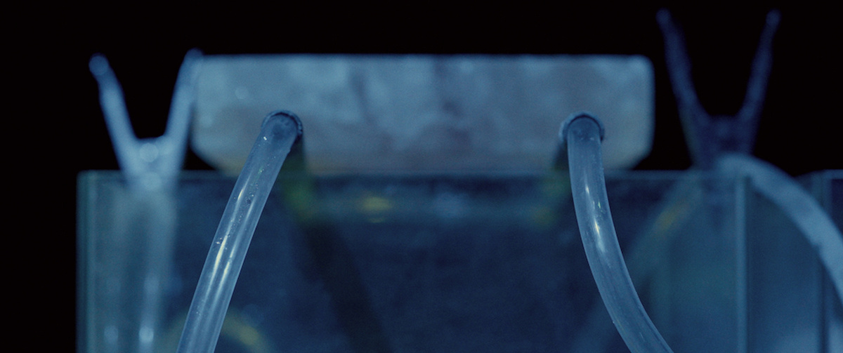 Two plastic pipes protrude forwards from a flat object. The plastic pipes are attached to glass tank with metal clips.