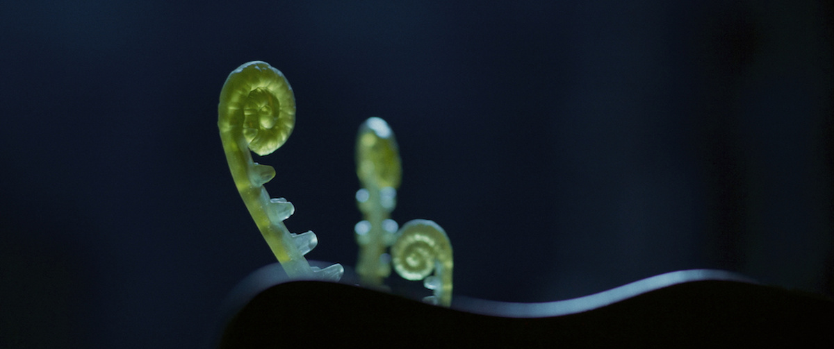 Three green ferns against a black backdrop.