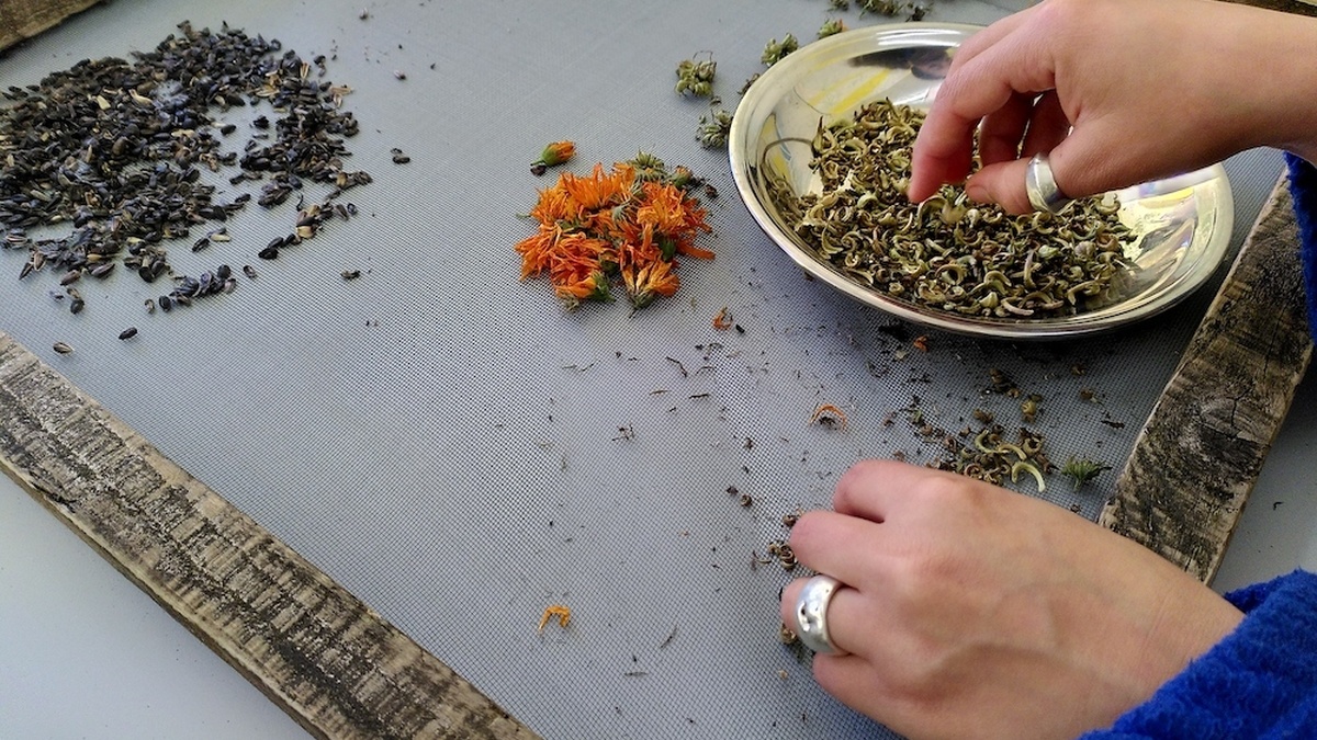 A person in a blue fleece sorts seeds on a large square sieve: black sunflowers seeds and orange calendula flowers.