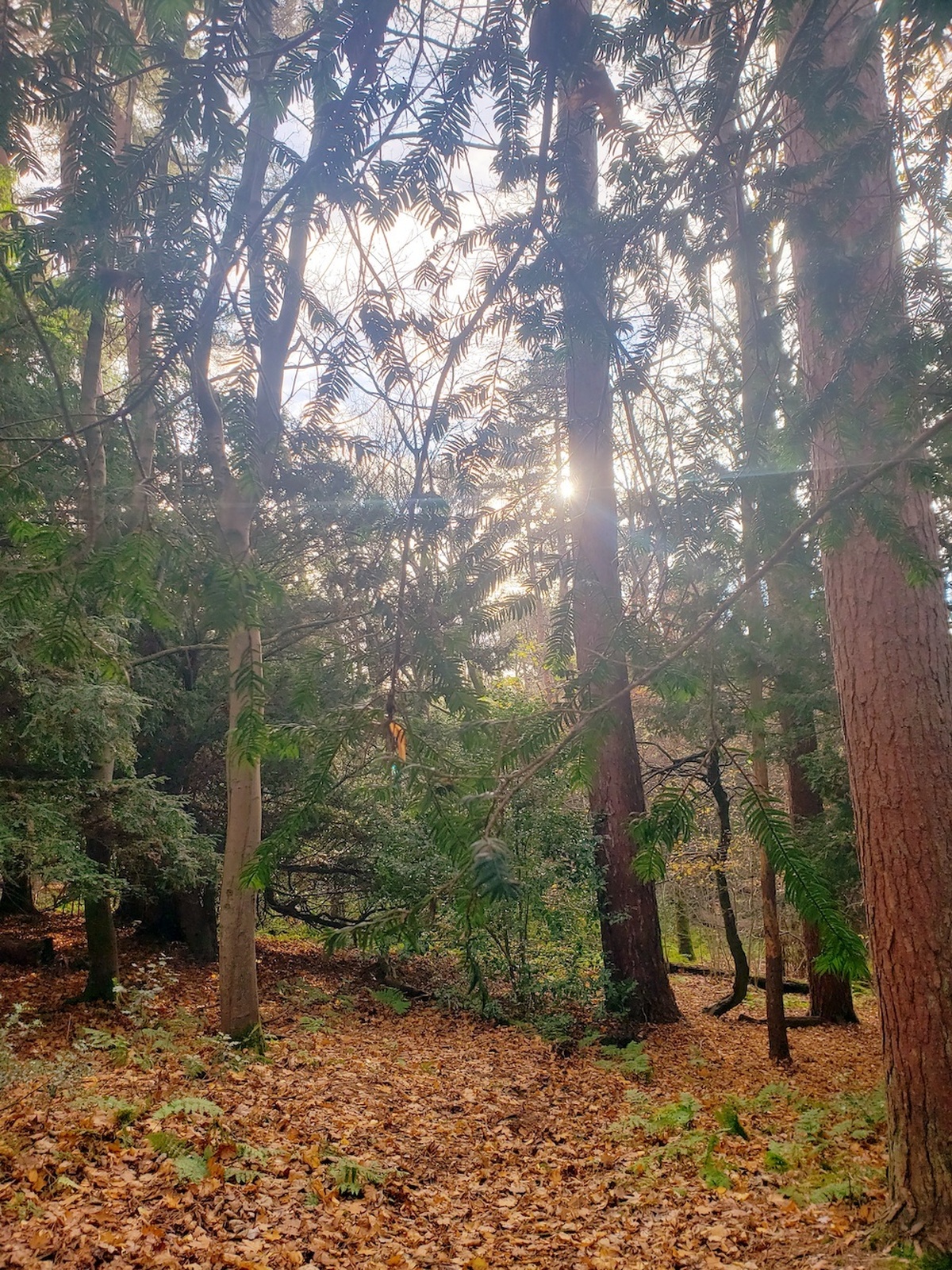 A photograph of a forest with tall trees, sunlight peaks through the branches.