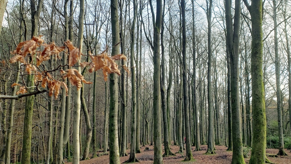 A photograph of tall trees with bare branches, there is a blue sky in the background.