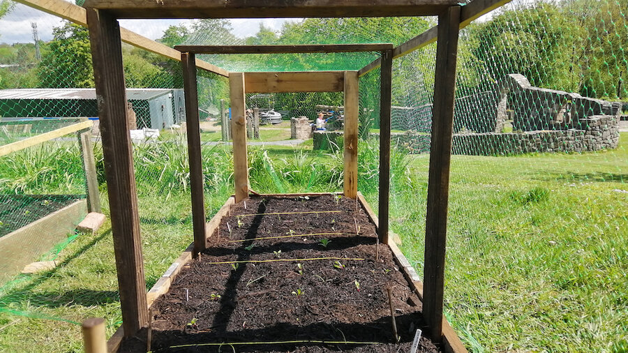 The view from inside a netted raised bed, filled with rich dark compost and little seedlings.