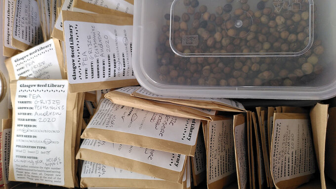 A box of labelled brown envelopes of pea seeds, with a plastic tub of loose dried peas.