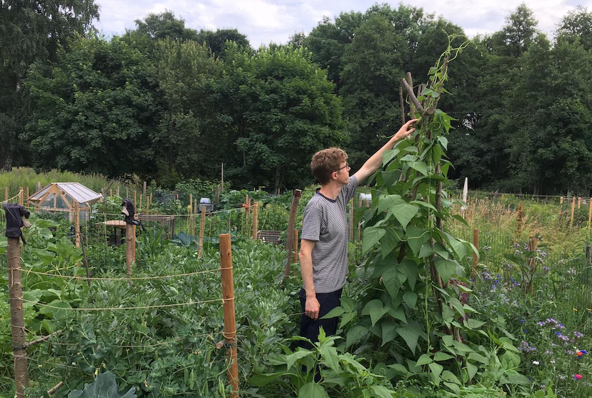 Joss Allen, a person in a striped shirt, standing in a busy green allotment, reaches up towards a giant beanstalk.