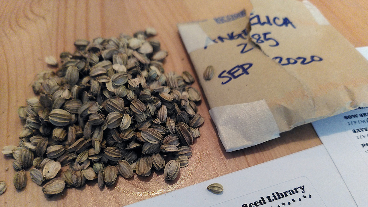 A brown envelope marked Angelica, 2020, beside a pile of brown papery seeds and a sheet of labels.