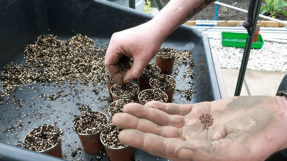 A person with pale muddy hands sows mustard seeds into small pots filled with mixed compost.