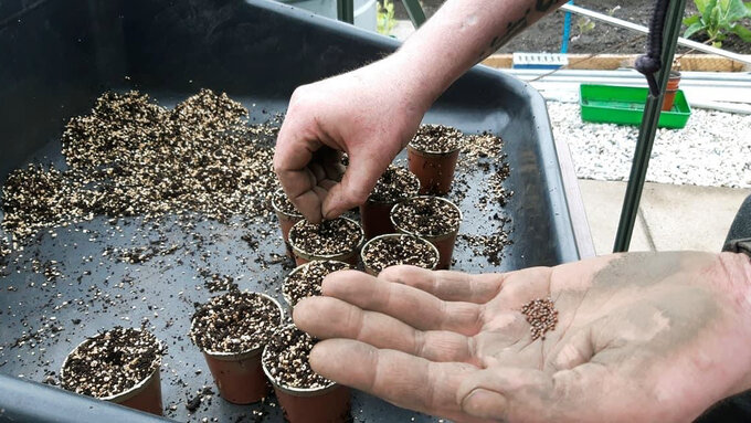A person with pale muddy hands sows mustard seeds into small pots filled with mixed compost.