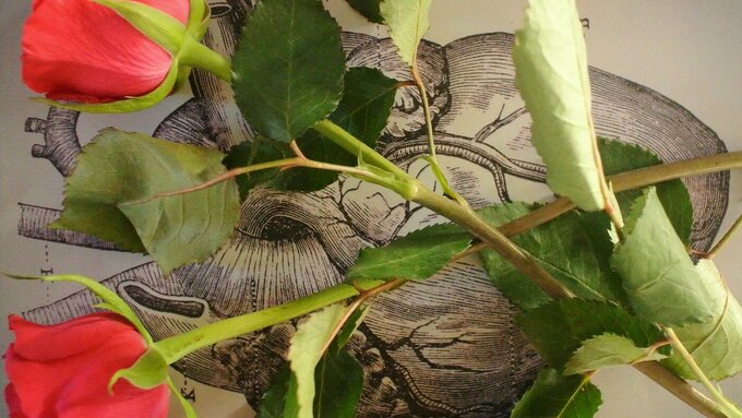 Two red roses crossed on an anatomical illustration of the human heart.