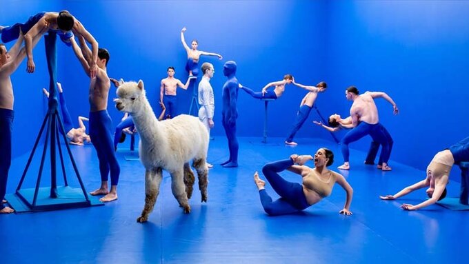 Around a dozen figures and a llama are in a blue room. They are semi-clothed in blue spandex, and in acrobatic poses.