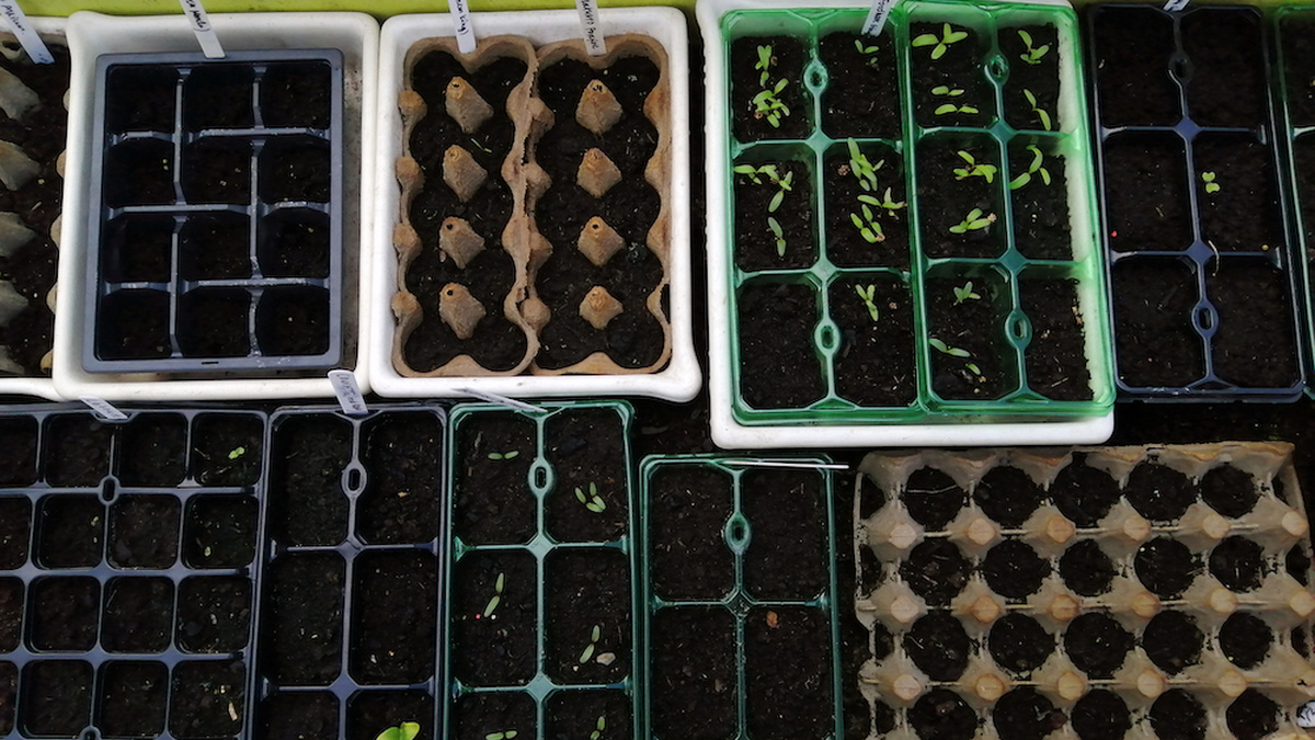 A view from above a dozen trays of germinating seeds.