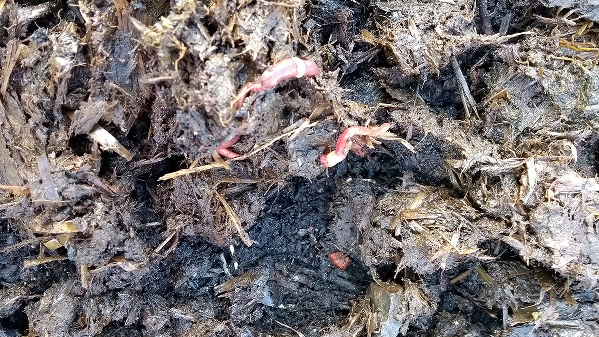 A recently manured soil with wriggling pink worms.
