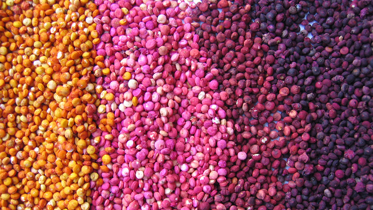 A selection of coloured quinoa seeds in orange, pink and purple
