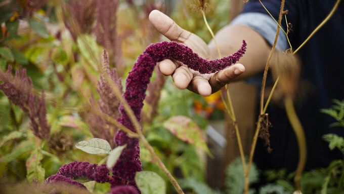 Beautiful scarlet seed heads curling into someone's hands