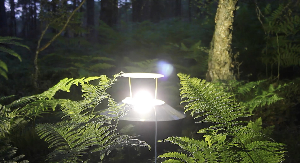 In the centre of the frame a light surrounded by ferns sits in a woodland area.