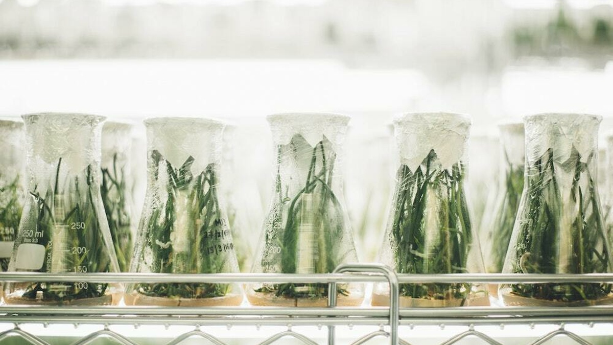 A photograph of glass beakers topped with foil, containing small plants, in a laborattory environment.