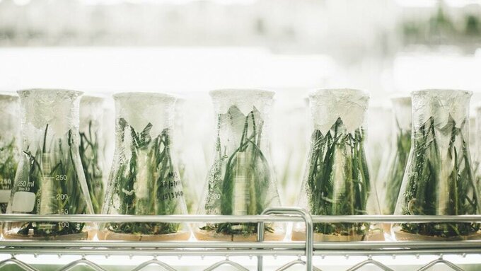 A photograph of glass beakers topped with foil, containing small plants, in a laborattory environment.
