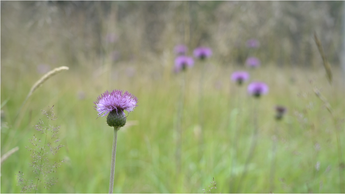 A photograph of a flowering thistle in the foreground, with an out of focus landscape with grass and thistles behind it.