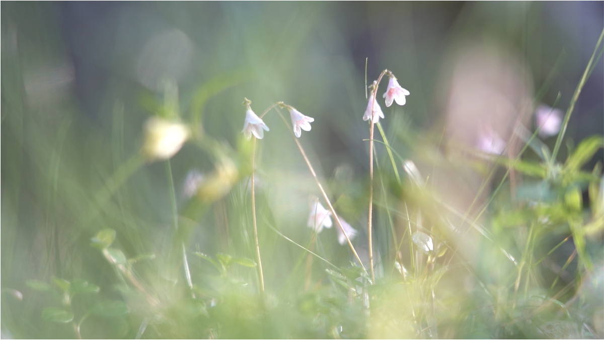 A close up photograph of a patch of twinflowers (a delicate pink flower) surrounded by grass.