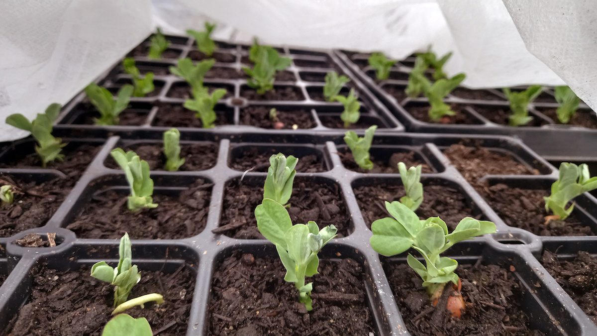 A tray of freshly germinated pea plants, in trays filled with soil, cosy under a white fleece.