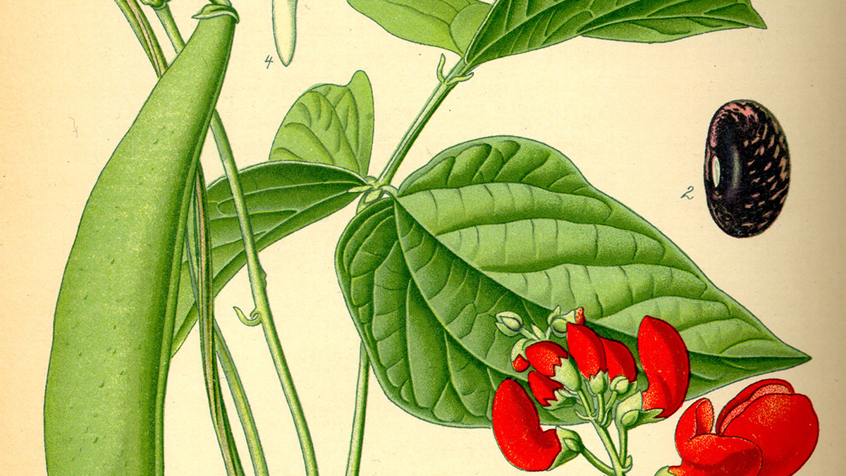 A brightly coloured illustration of a Scarlet bean plant, showing leaves, pod, scarlet flowers and a pink and black bean