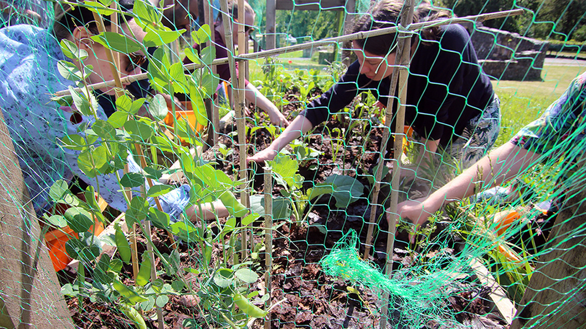 A photograph of several people mulching a vegetable bed of peas, kale, chard and fennel on a sunny day.