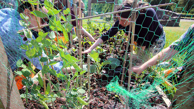 A photograph of several people mulching a vegetable bed of peas, kale, chard and fennel on a sunny day.