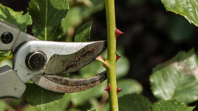 Secateurs in focus preparing to cut a leaf on a rose branch with red thorns. In the background are leaves in soft focus