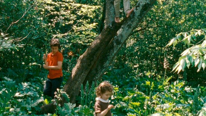 Three children play in the lush greenery of a forest. One of them has climbed the tree and only their legs can be seen.